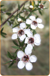 Manuka Bush